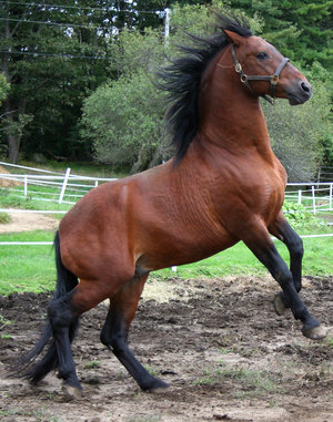Horse_Power_by_tidesend.jpg