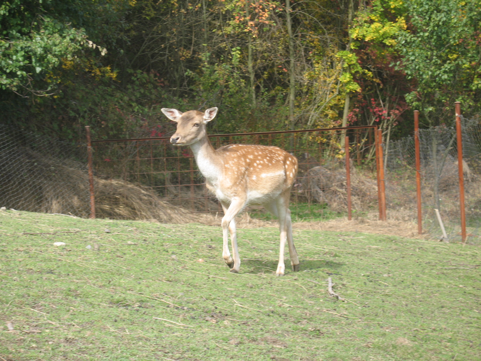 IMG_5371.JPG